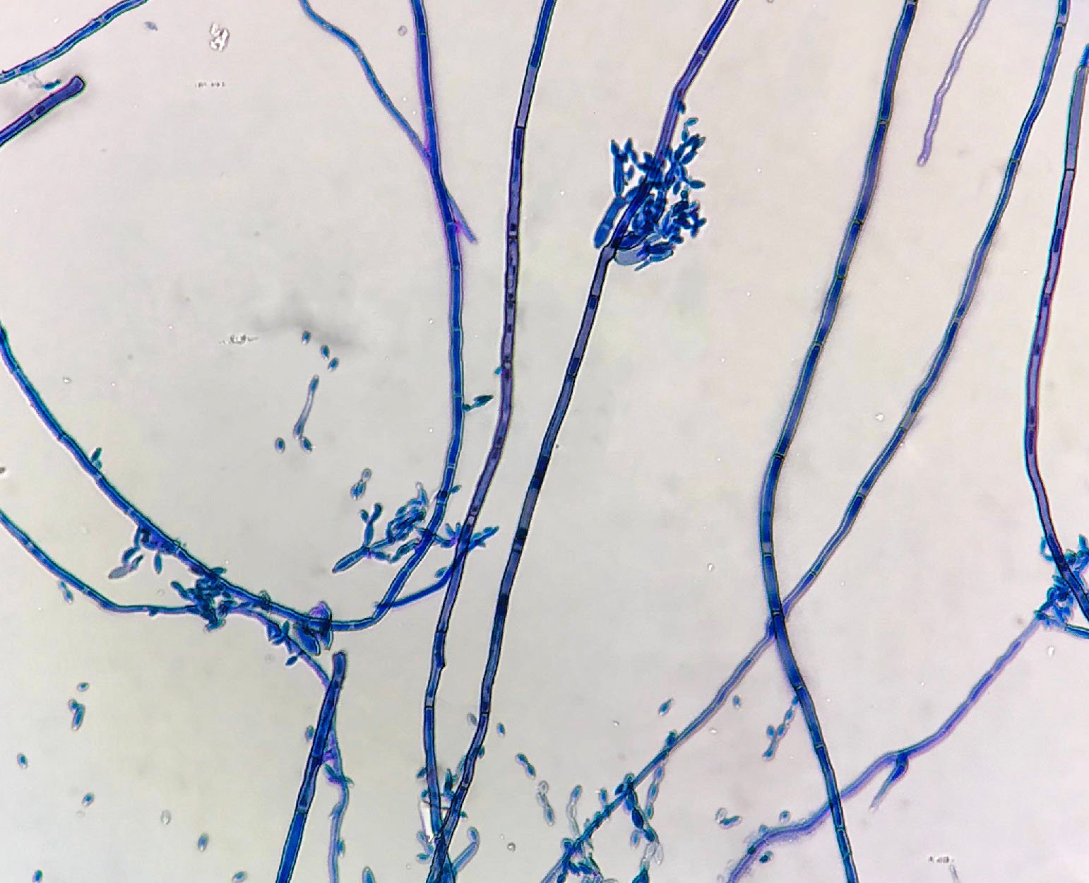  Investigación Clinica Item